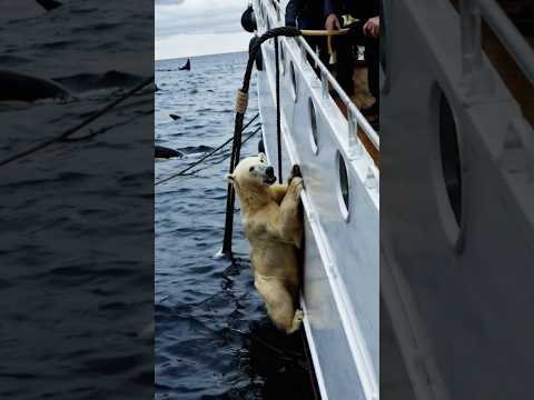 😲Save a cute polar bear from a horde of aggressive creatures! A heartwarming rescue! 😍