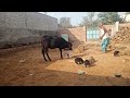 Masoom Bezubaan Ki Seva Long Video Dog Gaumata Animals