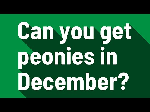 download lagu mp3 mp4 Are Peonies Available In December, download lagu Are Peonies Available In December gratis, unduh video klip Are Peonies Available In December