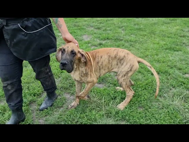 Great Dane puppy for sale