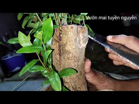 Sửa cây mai tứ quí tàn đa thành bàn tay quái lạ /  vườn mai tuyền nguyễn