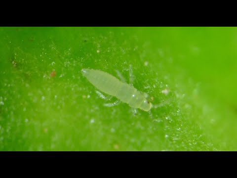 Fotograma del vídeo: Trips de Sudáfrica (Scirtothrips aurantii Faure)