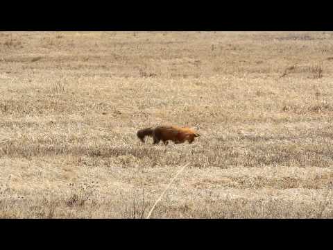 Red Fox Catching Voles