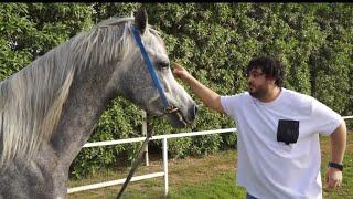 كلمات اغنية دماغي تقلت ليه سمير عفروتو