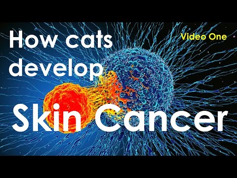 How cats develop skin cancer Video# One