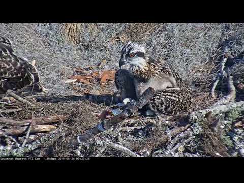 Savannah Osprey Chicks Start Self-Feeding – May 24, 2019
