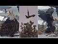 JUVIE IMMATURE EAGLE LANDS ON NEST CANOPY AS SHADOW EATS JACKIE SHADOW MATING FOBBVCAM 2 18 26