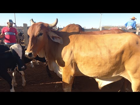 Feira de gado. Só as pareias em Dois Riachos Alagoas 30/09/26#nordeste