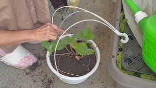 家庭菜園【食糧備蓄】グリーンカーテンの撤去とイチゴ植え替え等