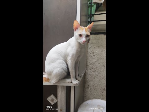| Chintoo | Cat Lover | Cute Pets
