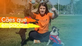 Cães que empacam no passeio.