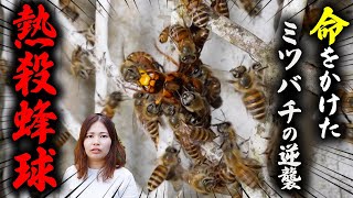 命をかけたニホンミツバチの逆襲劇！熱殺蜂球でスズメバチを撃退