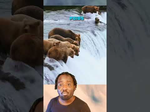 ours brun aime saumon #ours #oursbrun #saumon #nature #science #vie