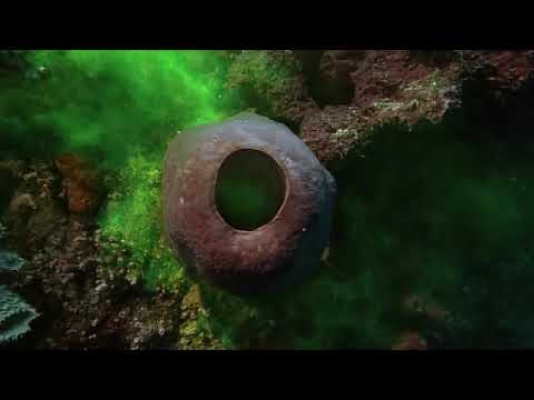 Sponges and Animal Origins | Shape of Life