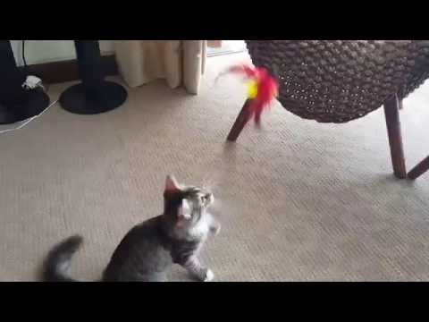 Wondercoons Maine Coon Boxing