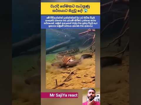 විදුලි ආඳා සර්පයාට දුන්නු දරුණු විදුලි ප්‍රහාරය!  | Snake vs Electric Eel #Sinhala #Nature #WildLife