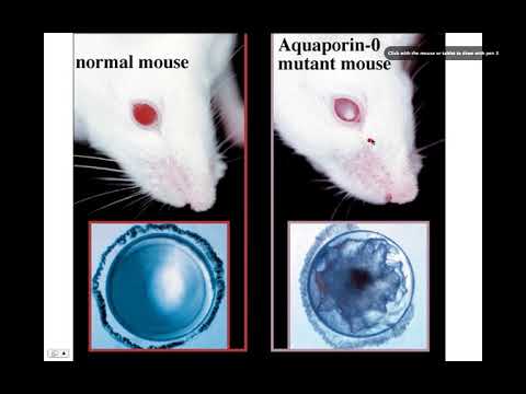 Aquaporin Structure and Function, BIO105 Introductory Biology, David Champlin, USM