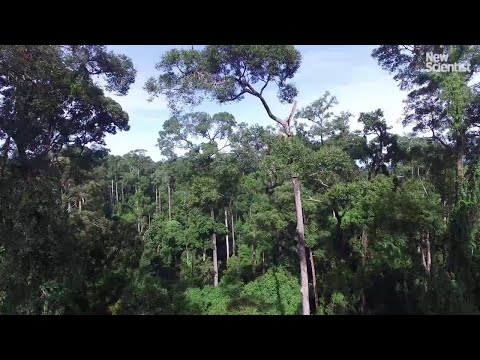 Drones get closer to orangutan nests