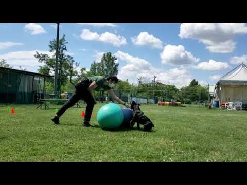 Corso Tecnici Treibball CSEN 🇮🇹