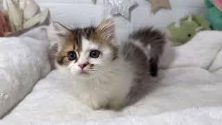 ミヌエットの動画01