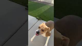Video preview image #1 Boxer-Unknown Mix Puppy For Sale in Chandler, AZ, USA