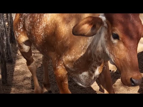vaca faísca braba e afamada(tete e cheiro)