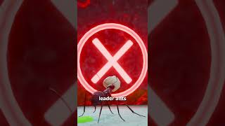 How Ant Death Spirals Happen 😨