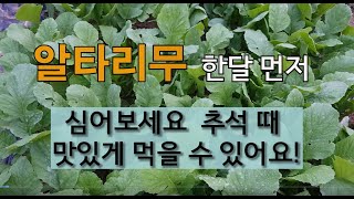 알타리무 한 달 먼저 심어보세요! 추석 때 맛있게 먹을 수 있어요! #주말농장 #알타리 무 가꾸기 #총각무 …