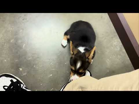 Pembroke Welsh Corgi - 341 video preview