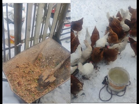 Odcinek 2- Jak przygotować karmę dla kur na mokro?