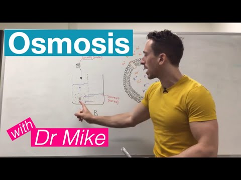 Osmosis | Membrane Transport