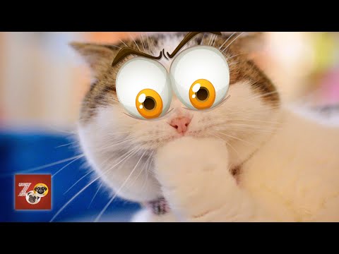 Videos de animais engraçados 2023 | 🐶 Cães e 😺 Gatos | Não segure as risadas | #videosengraçados