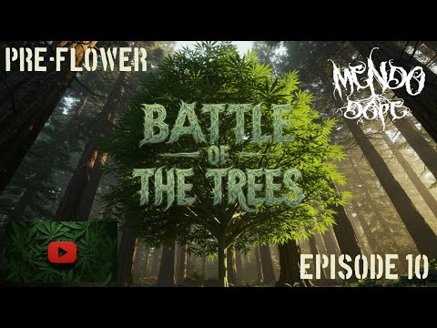 PRE-FLOWER: "Battle Of The Trees" Worlds Biggest Plant Contest Ep.10