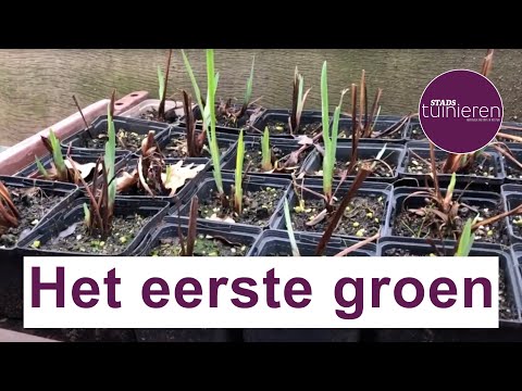 Stadstuinieren - Het eerste nieuwe groen in de moestuin #Moestuin