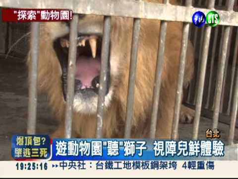 聽獅吼.騎駱駝 視障兒新鮮體驗