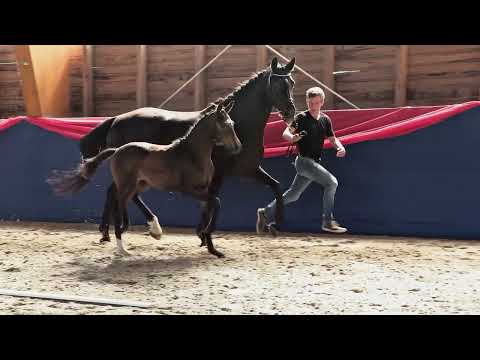 Stf v Dynamic Dream x Sandro Hit x Don Schufro 2022