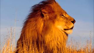 Solomon Vandy-Reverse