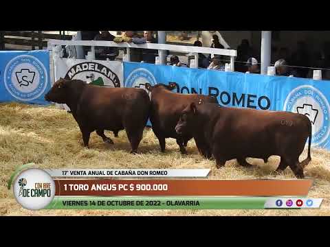 Resumen del remate de Cabaña Don Romeo - Viernes 14 de octubre de 2022 - Olavarría