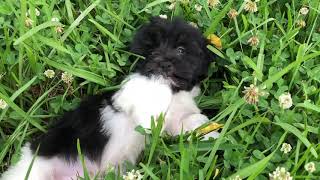 Video preview image #1 Havanese Puppy For Sale in HOUSTON, TX, USA