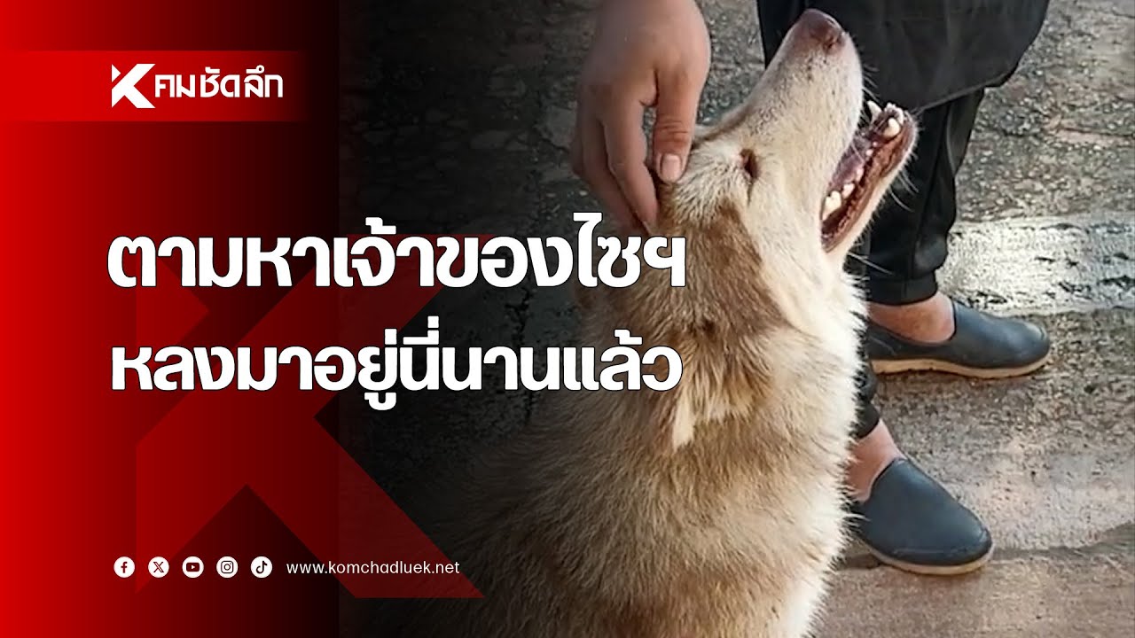 ประกาศตามหาเจ้าของ 'ไซบีเรียน' ใครหาย หลงมาอยู่นี่นานแล้ว