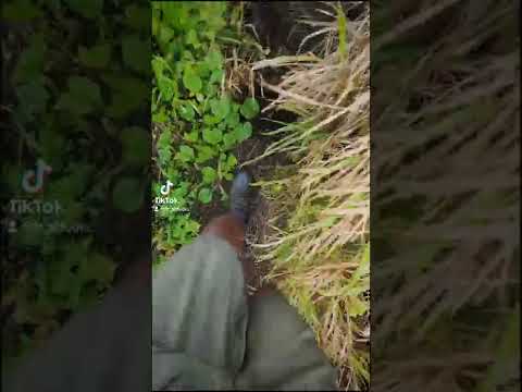 Hike to Lake Tagimoucia.