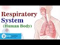 Human Respiratory System In Hindi Class 10 Science Narendra Sir IITB 2003 AIR 445