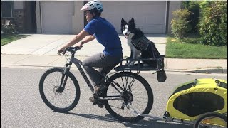 Teaching my dog to ride in a diy bike Carrier