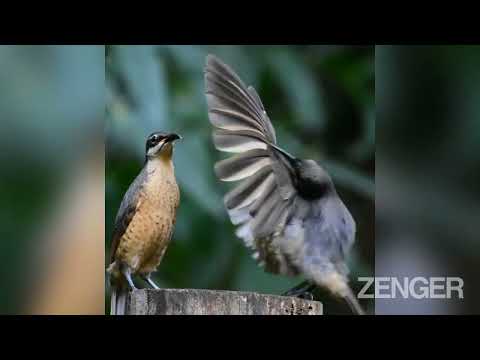 Randy Bird Performs Elaborate Mating Dance For Unimpressed Female That Promptly Flies Away
