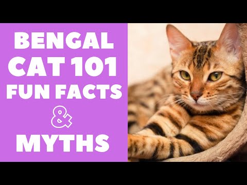 Bengal Cats 101 : Fun Facts & Myths