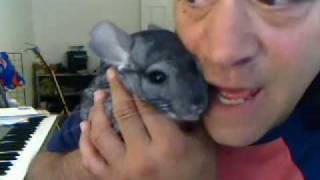 TIKI THE CHINCHILLA SINGS A HAPPY SONG