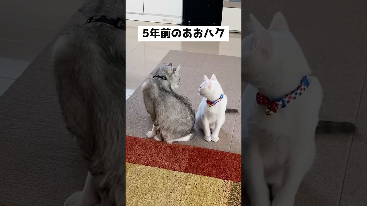 五年前と現在の兄猫と弟猫の喧嘩を比べたら…