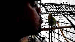 Budgie Love