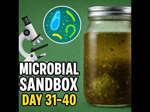 Microbial Sandbox day 31-40