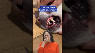 Does Your Dog’s Breath Smell Fishy? Try This! #shorts